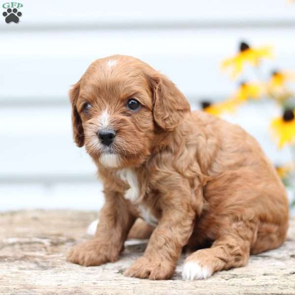 Tiffany, Cavapoo Puppy